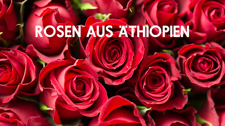 Rosen aus Äthiopien